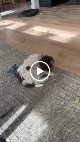 Customer photo review of Himalayan Yak Chews — 4 Flavor Variety Pack | Find Your Dog's Favorite (CA)