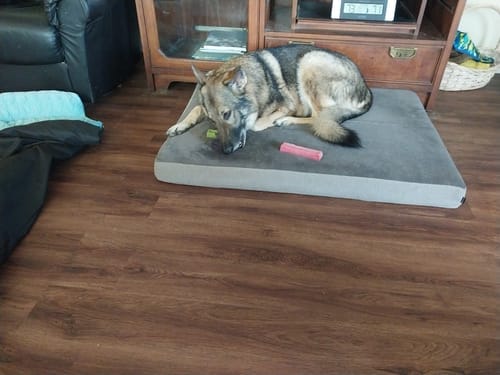 Customer photo review of Strawberry Yak Chew — Vitamin C, Fiber & Teeth Whitening (CA)