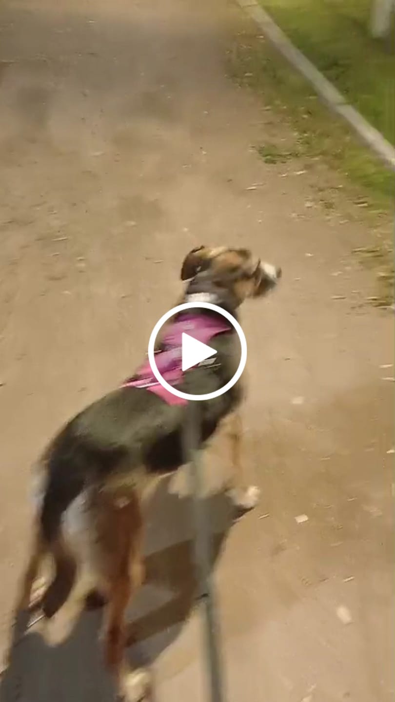 Customer video review of Arnés Anti-Escape Security Fit para Perros - Street Dogs - Pink