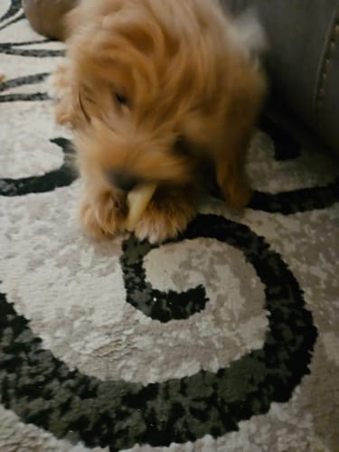 Customer photo review of Himalayan Yak Chews — 6 Flavor Variety Pack | Find Your Dog's Favorite (CA)
