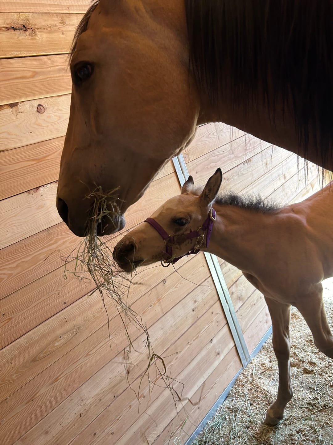 Customer photo review of Foal Kit