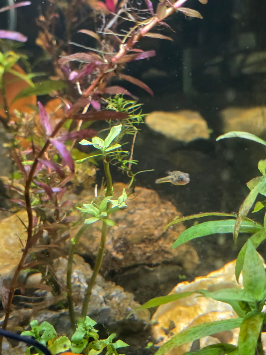 Customer photo review of Dwarf Pea Puffer (Carinotetraodon travancoricus), Tank-Bred