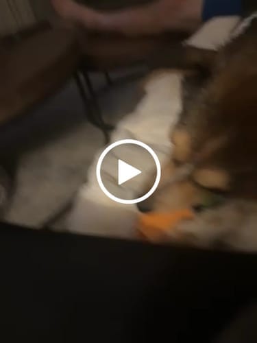 Customer photo review of Himalayan Yak Chews — 6 Flavor Variety Pack | Find Your Dog's Favorite (CA)