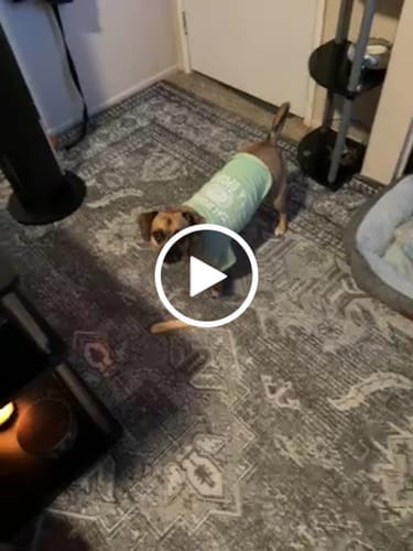 Customer photo review of Himalayan Yak Chews — 4 Flavor Variety Pack | Find Your Dog's Favorite (CA)