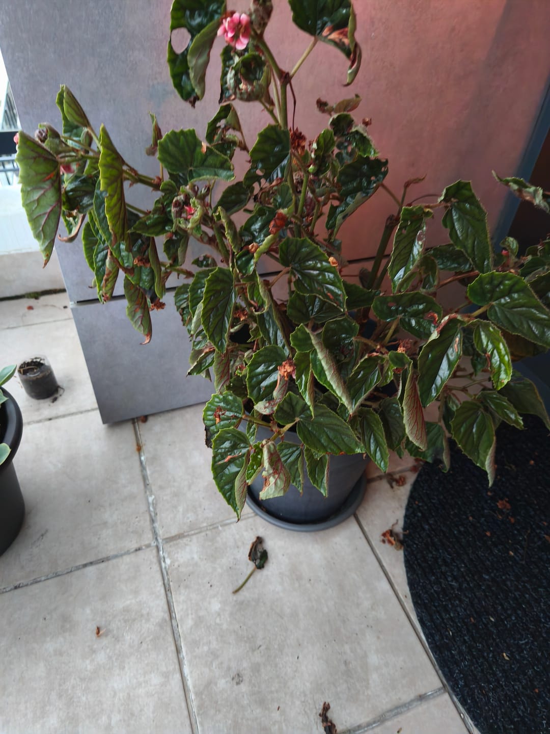 Customer photo review of FERTIBONO PROTECCIÓN TOTAL | Solución Multiusos Natural para Plantas | 1 L |  Jabón Potásico + Aceite de Neem | Ideal para Huertos y Jardines