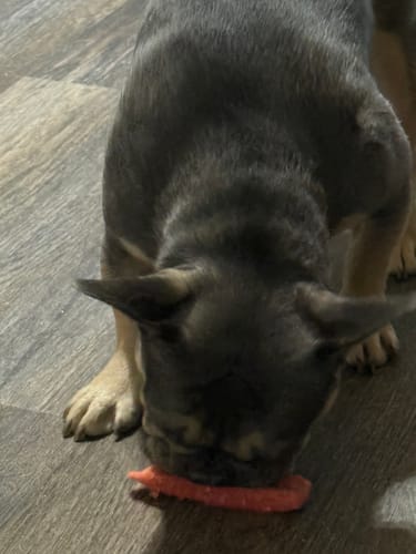 Customer photo review of Himalayan Yak Chews — 6 Flavor Variety Pack | Find Your Dog's Favorite (CA)