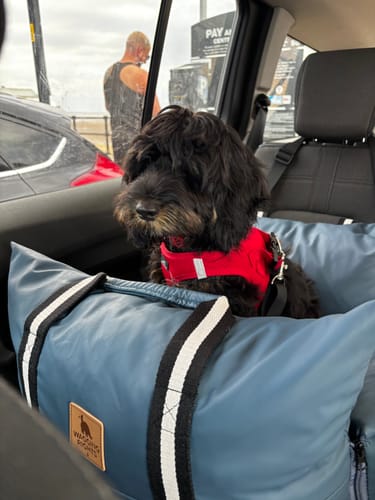 A customer's black, shaggy dog sits comfortably in the blue Dog Dock car seat.