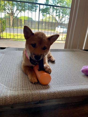 Customer photo review of Blueberry Yak Chew — Antioxidants, Vitamins C & K, Heart Health (CA)