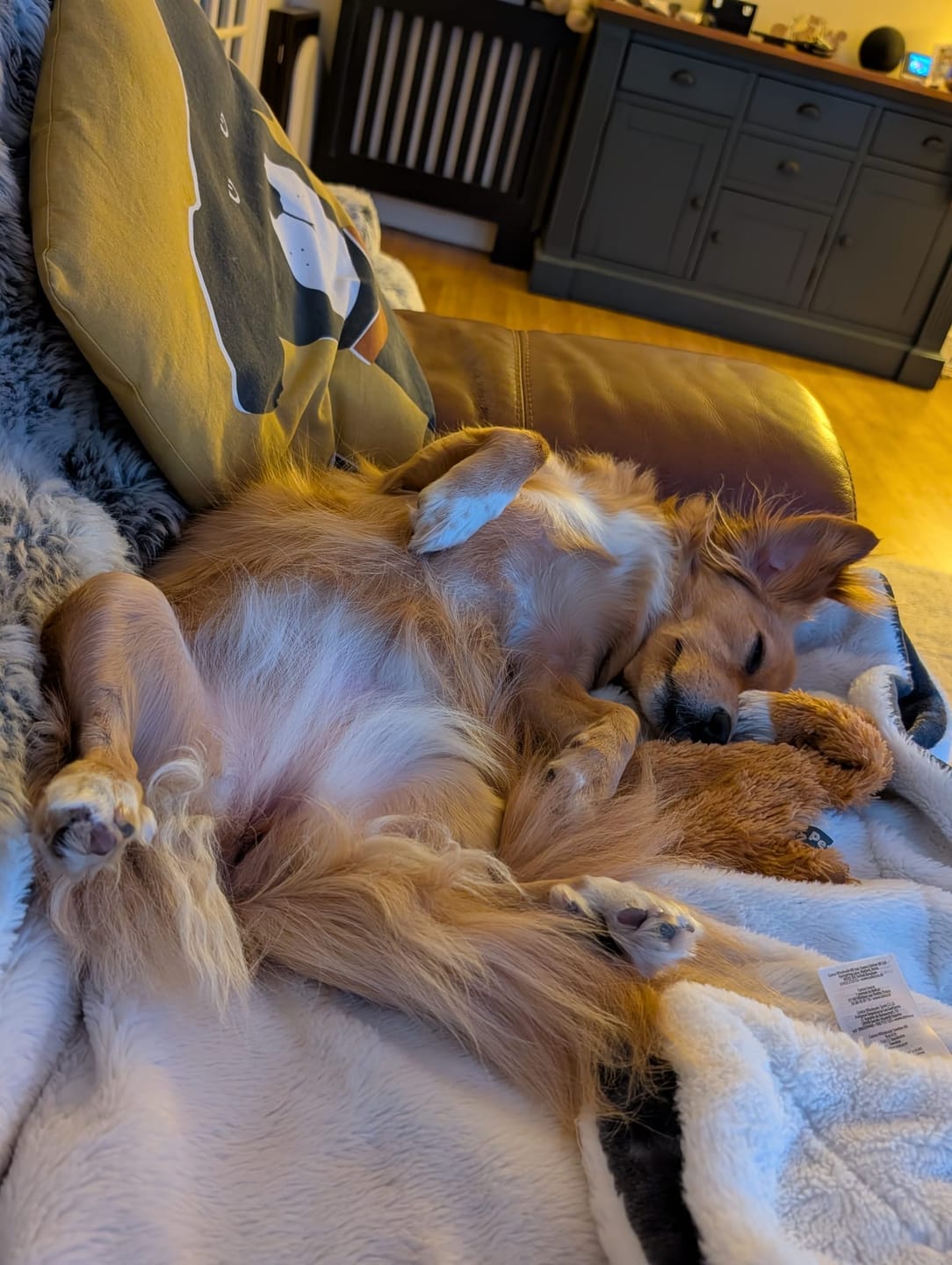 Customer photo review of Calming Soft Chews for Dogs – Non-Drowsy, Vet-Formulated (60 Chews)