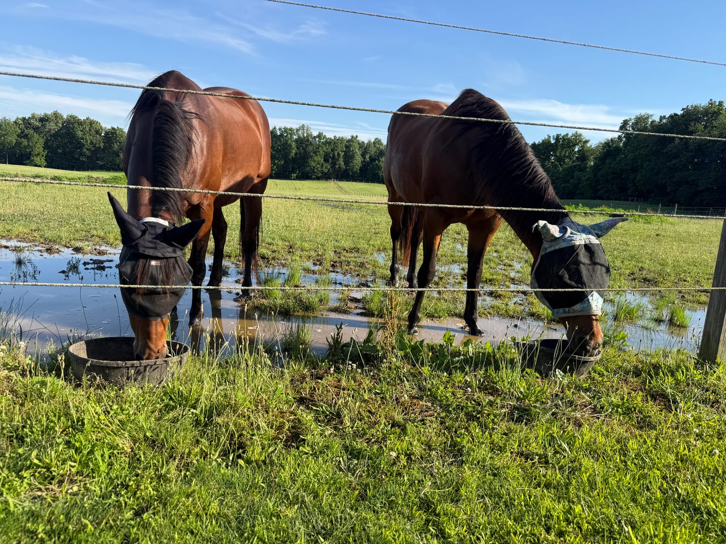 Customer photo review of EquiVizor Fly Mask - With Ear Protection