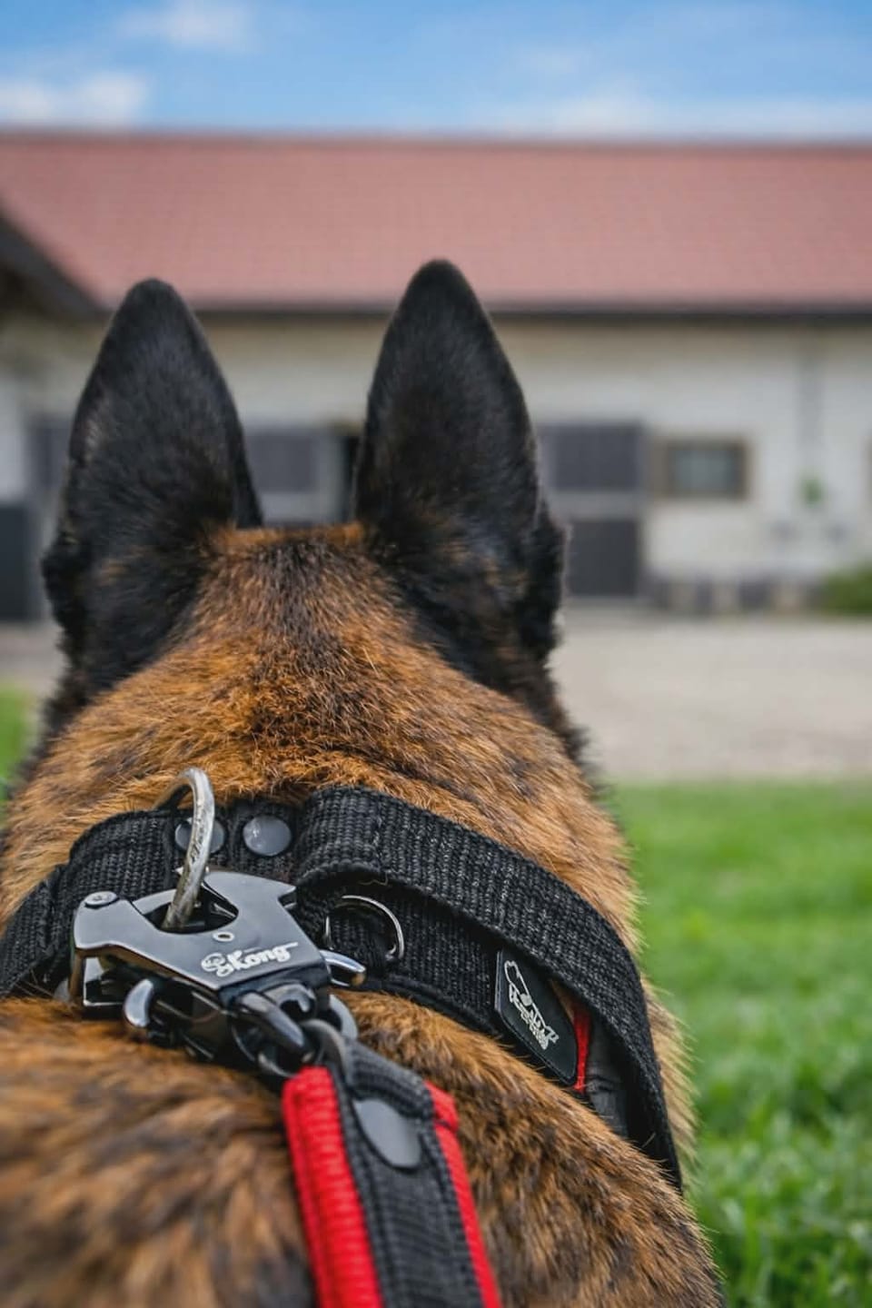 Customer photo review of Smycz dla psa z imieniem - Personal Leash