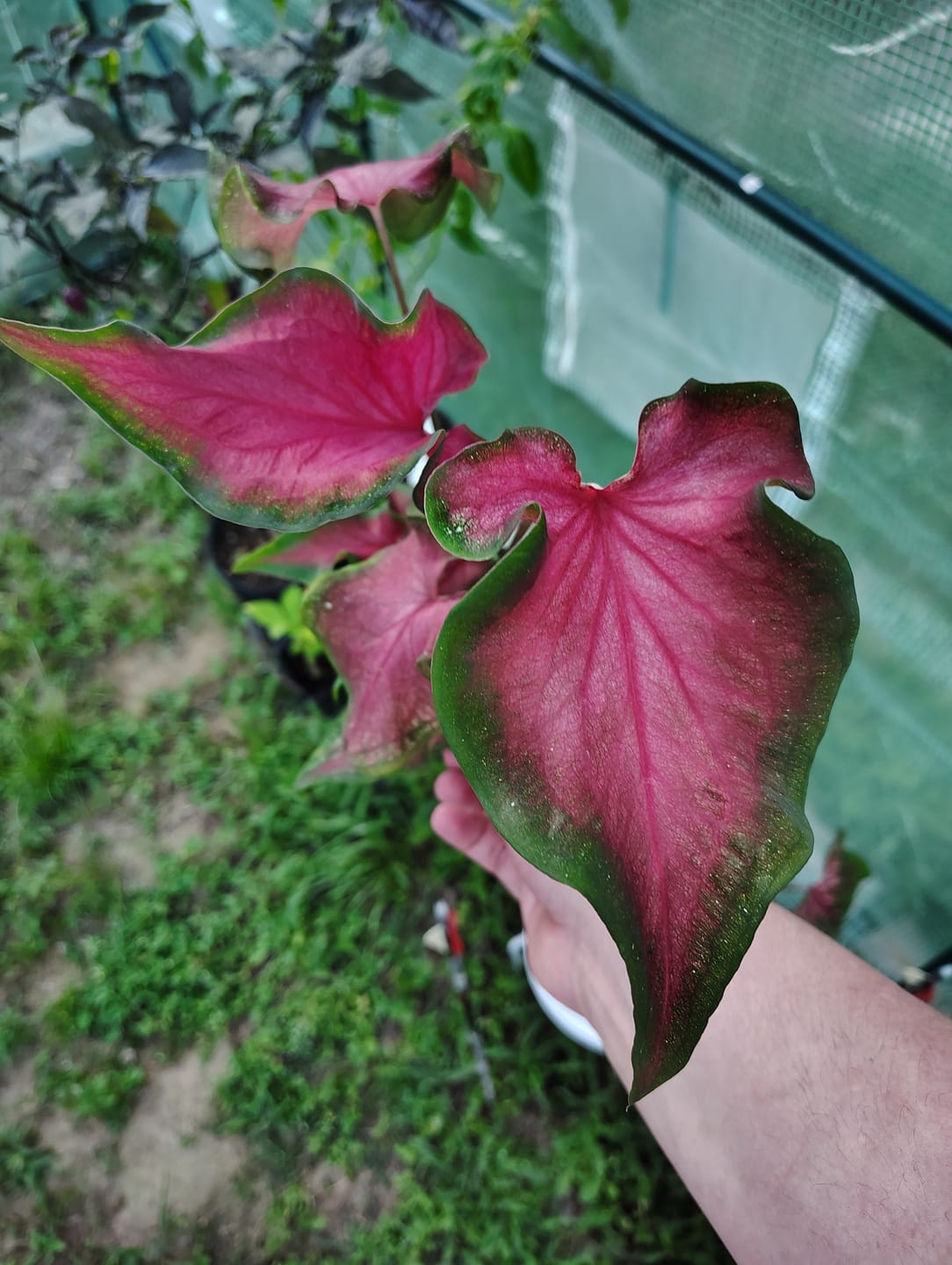 Customer photo review of Caladium 'Fairytale Princess'