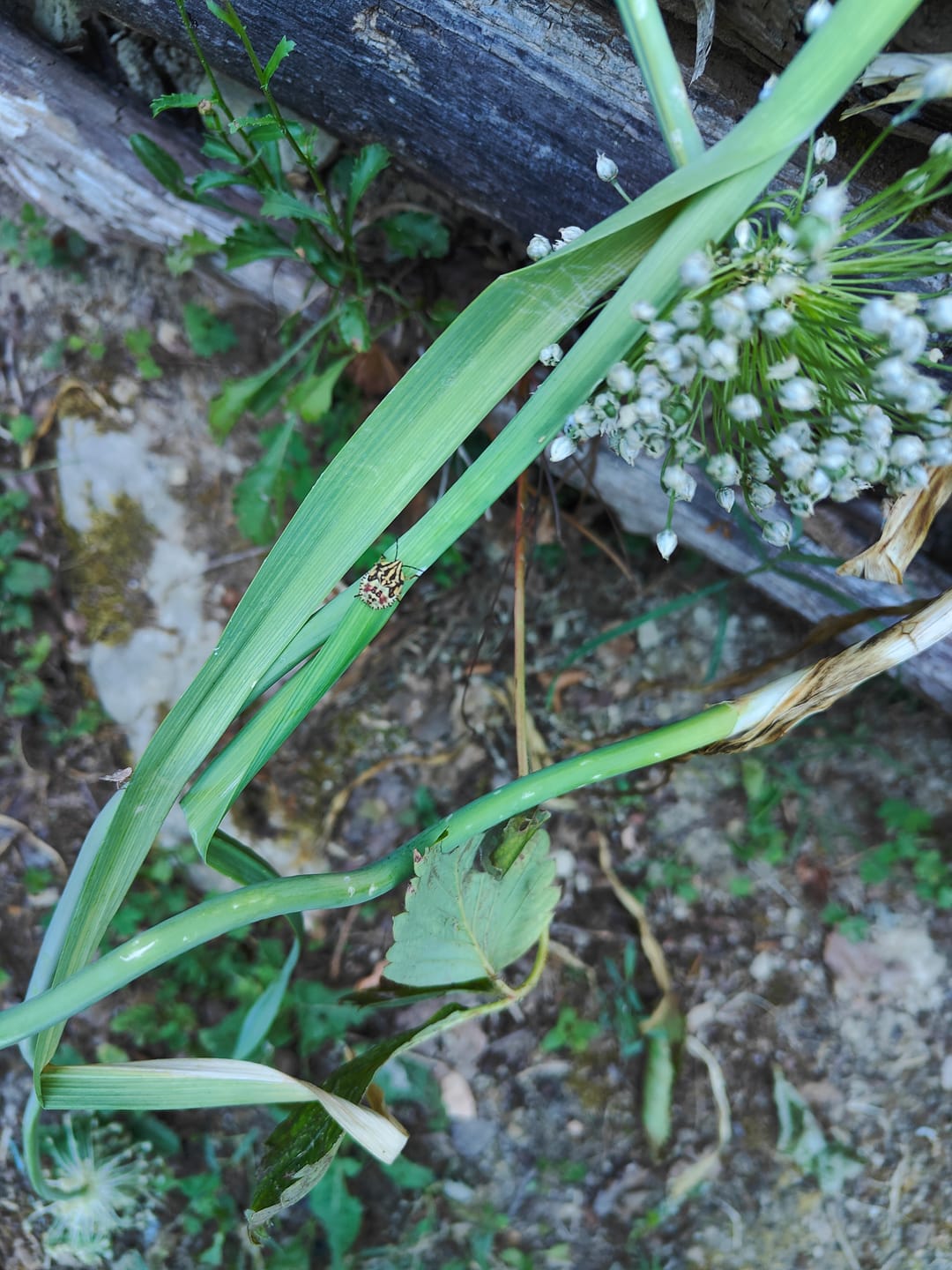 Customer photo review of UTRICULARIA VULGARIS (Erba vescica)