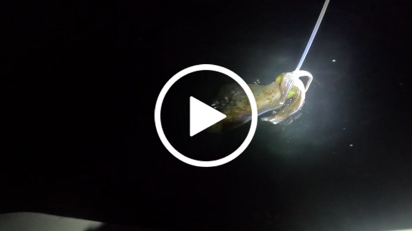 Customer video review of The UV Box Lure Illuminator
