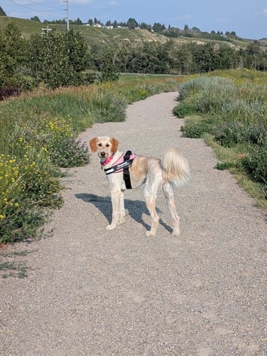 Customer's dog wearing a black and pink Dogshood harness, standing on a sunny gravel trail.