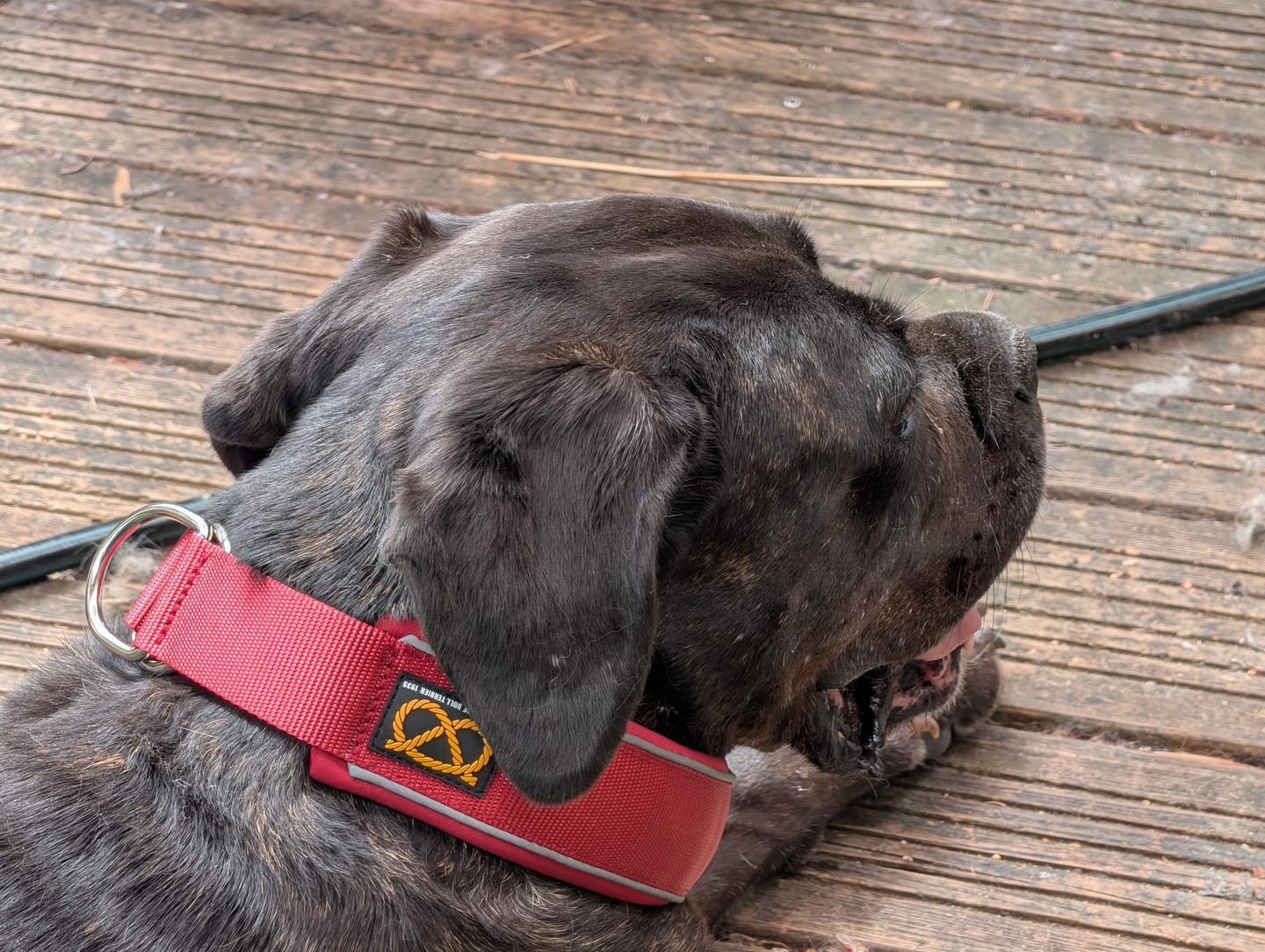 Customer photo review of Staffordshire Bull Terrier 1935® Martingale Collar - Burgundy