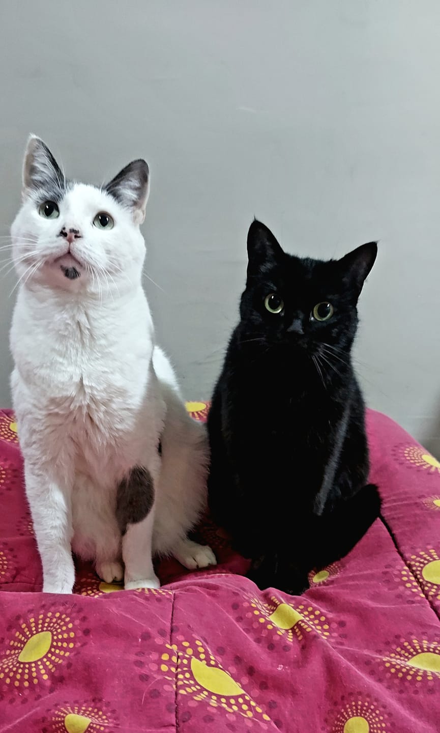 Customer photo review of LEROY GRILLÉ DE CARNES GATO CASTRADO 10,1 KG
