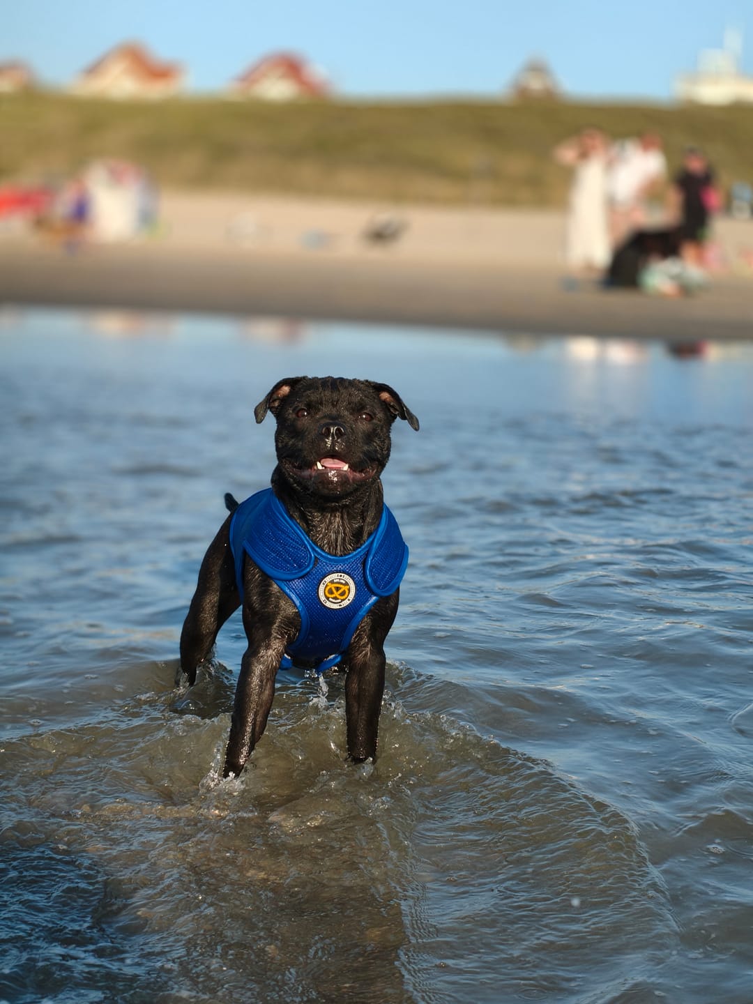 Customer photo review of Staffordshire Bull Terrier 1935® Cooling Vest - Blue