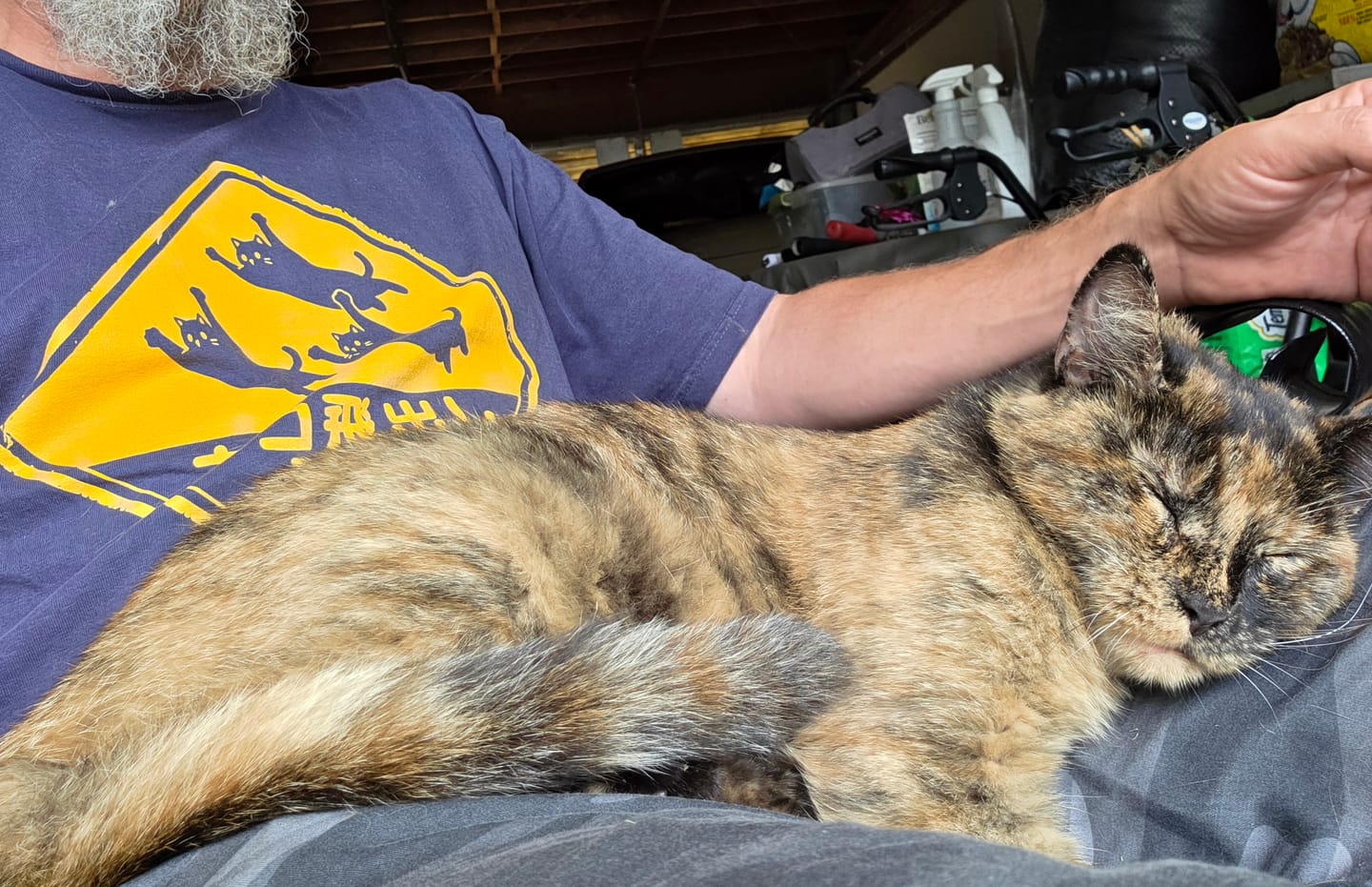 Customer photo review of Beware Flying Cats T-Shirt