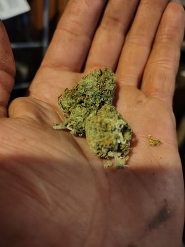 Nuclear Zkittles - Indoor - 4 Gramm - Hybrid photo review