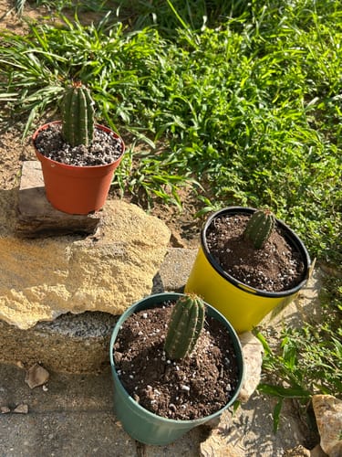 Customer photo review of Trichocereus Peruvianus | Peruvian Torch Cactus