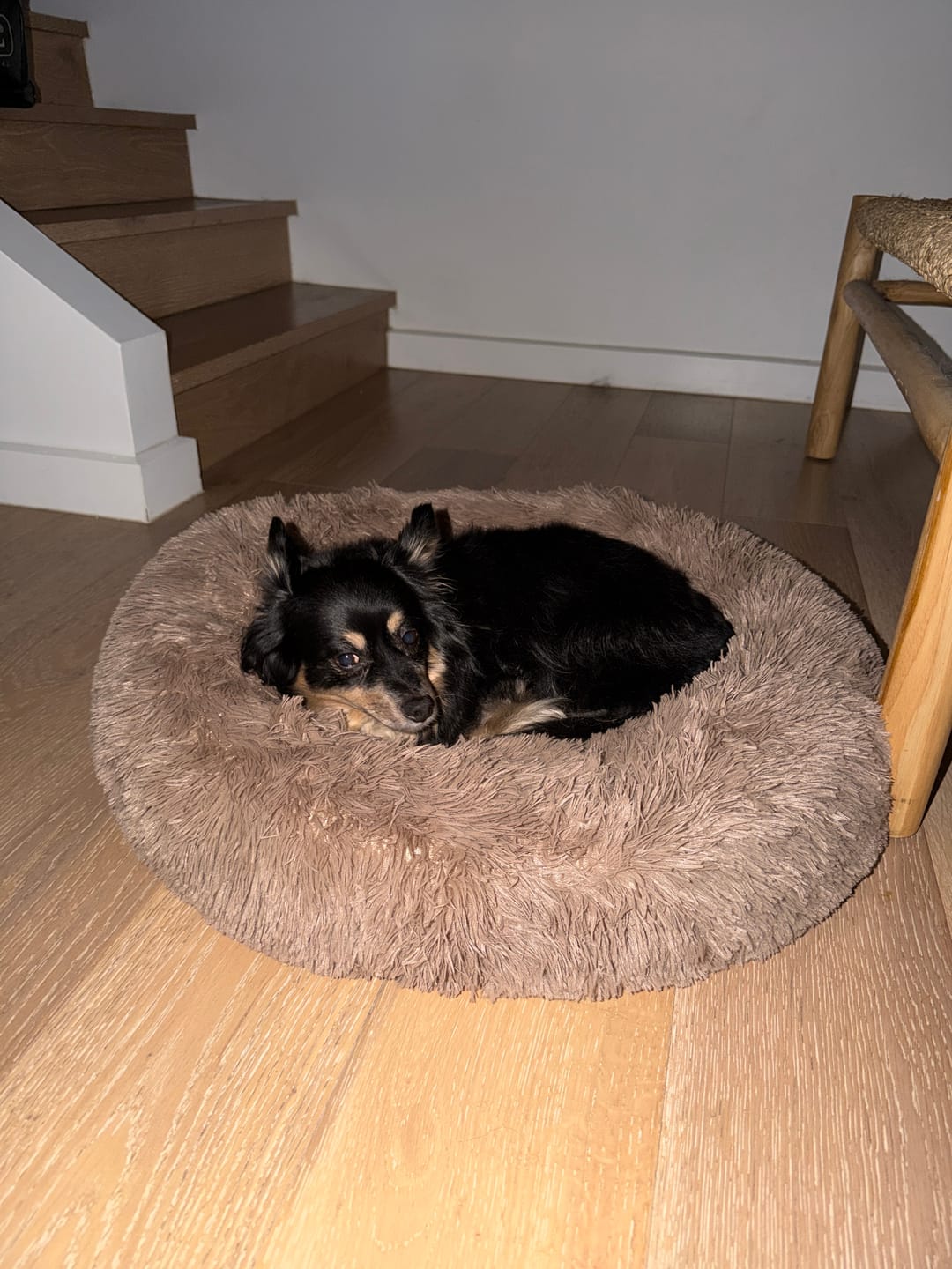 Customer photo review of Calming Pet Bed Machine Washable