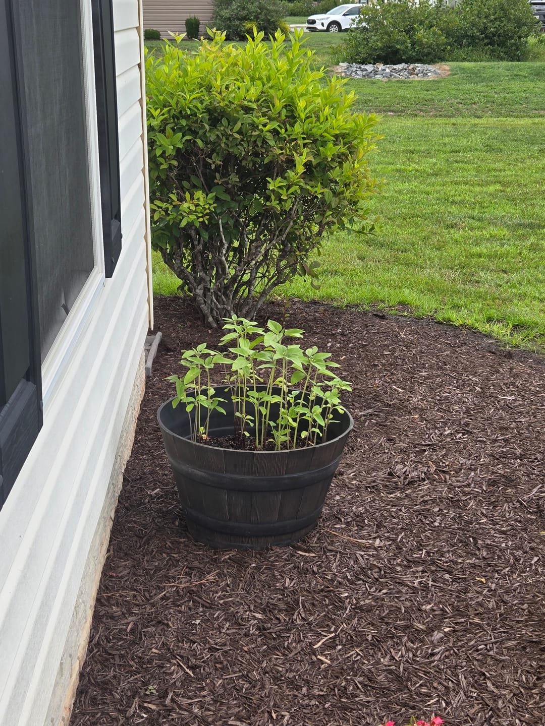 Customer photo review of Sunflower, TGW ProCut® Fall Medley Mix