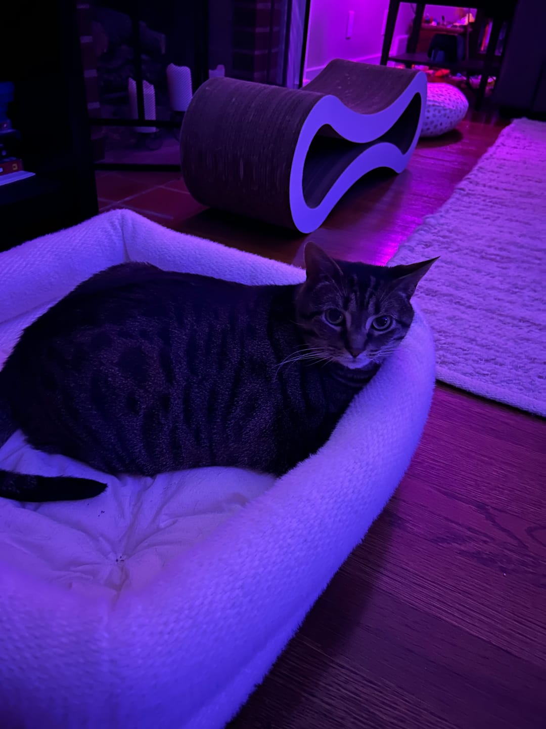Customer photo review of Dubu Bed