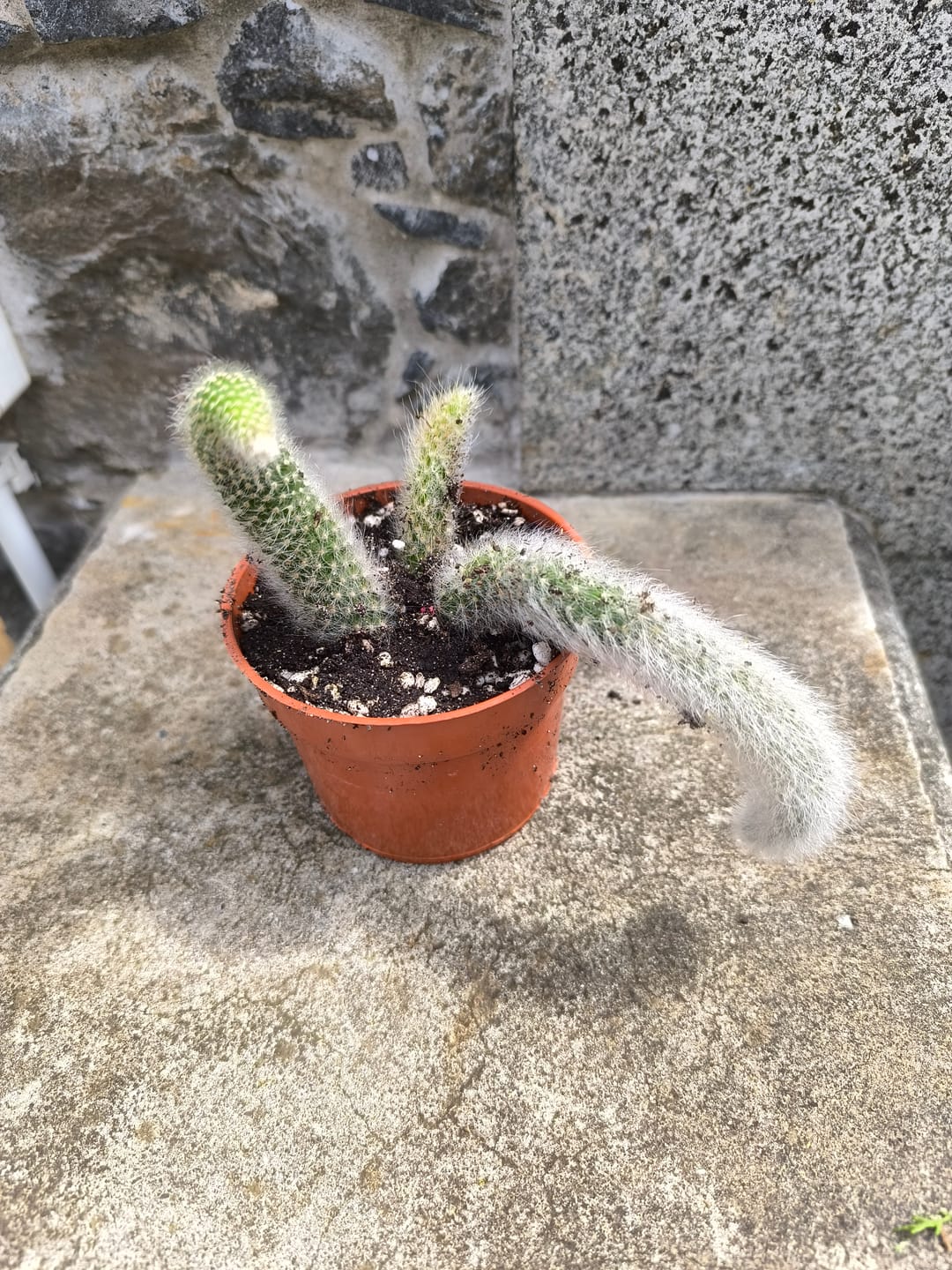 Customer photo review of Hildewintera colademononis "monkey’s tail", rabo de macaco