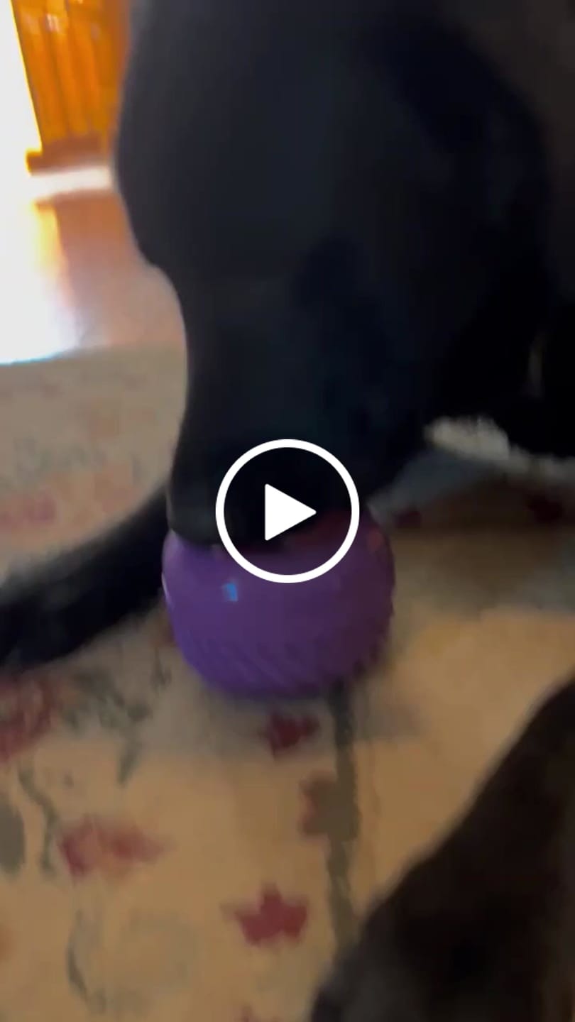 Customer video review of FreezJumbo™ – Our Biggest & Toughest Enrichment Toy Ever
