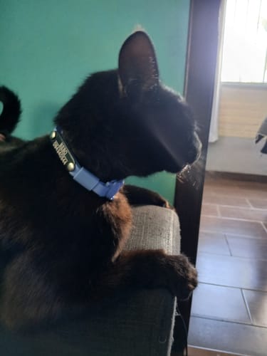 Customer photo review of Collar PVC Lavable Abrefácil (Gato)