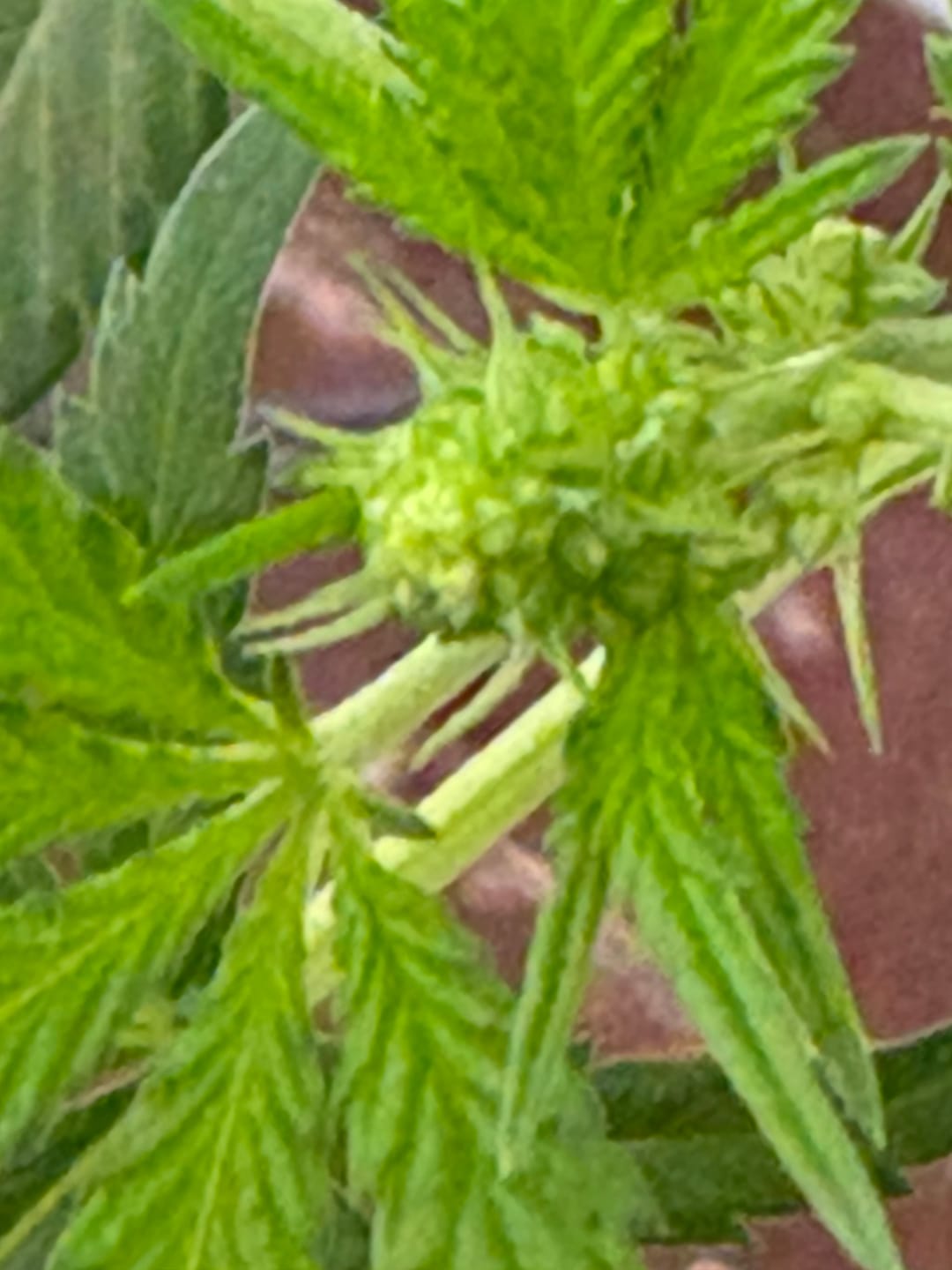 Customer photo review of Biscotti Cake - 28 Grams - Hybrid