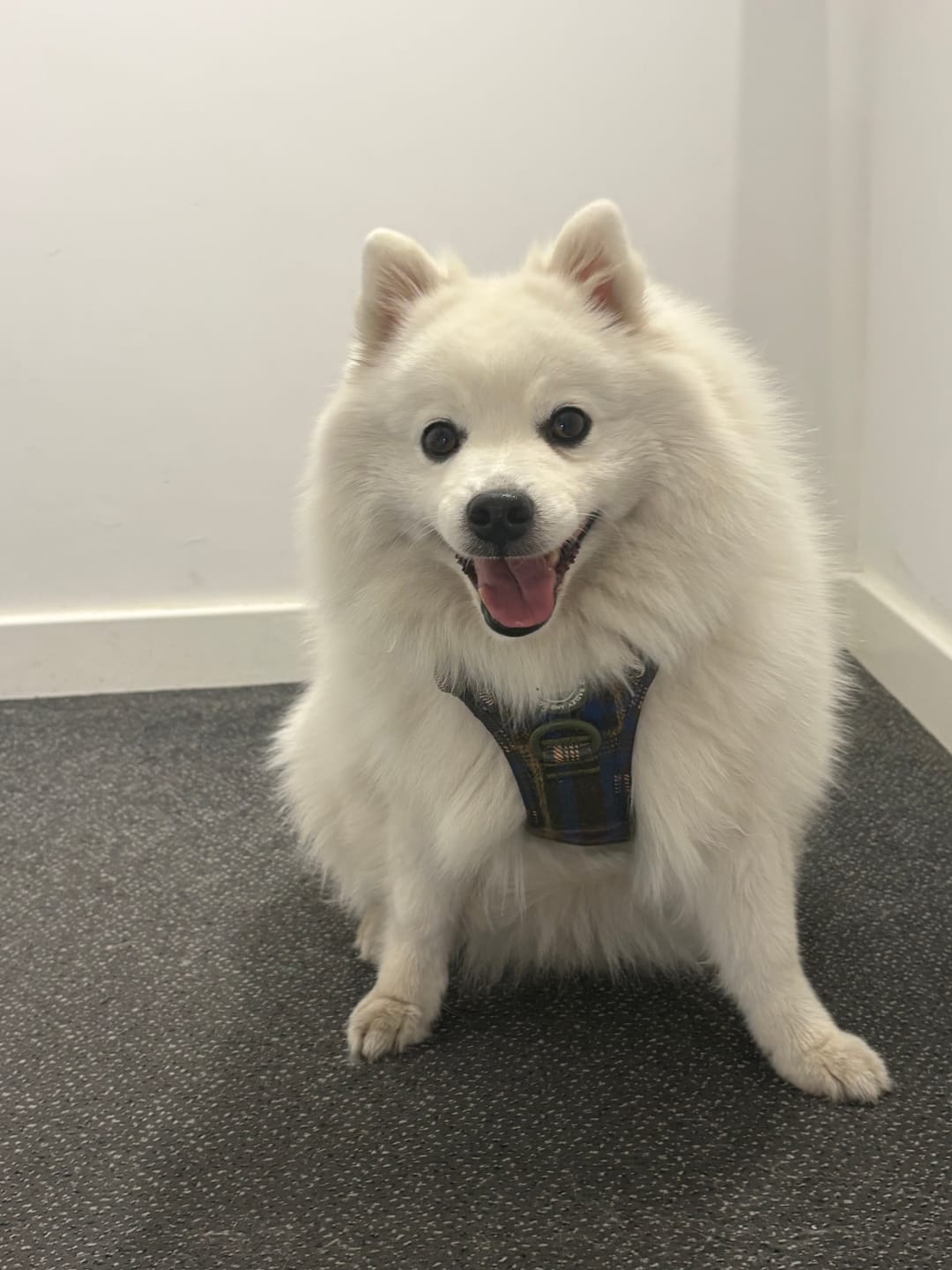 Customer photo review of Trail & Glow Tweed Dog Harness - Colour Drops - Mayfair Tweed