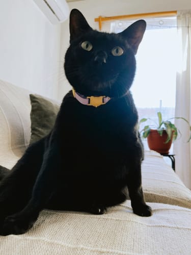 Customer photo review of Collar PVC Lavable Abrefácil (Gato)