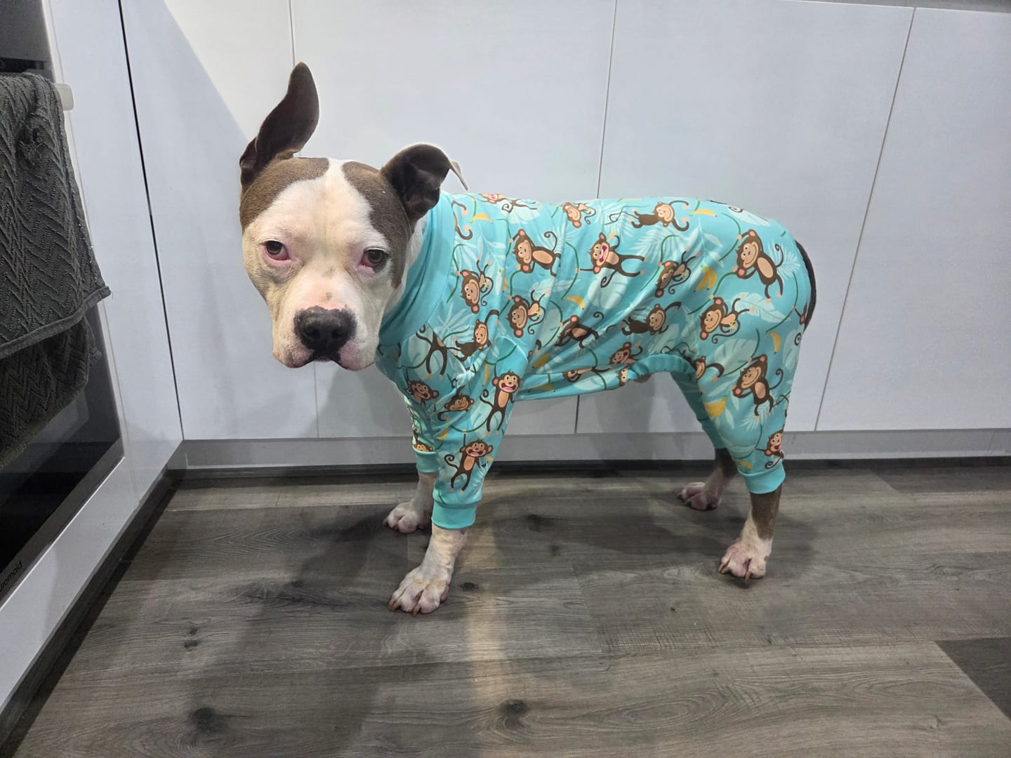 Customer photo review of Dog Pajama - Monkey Business