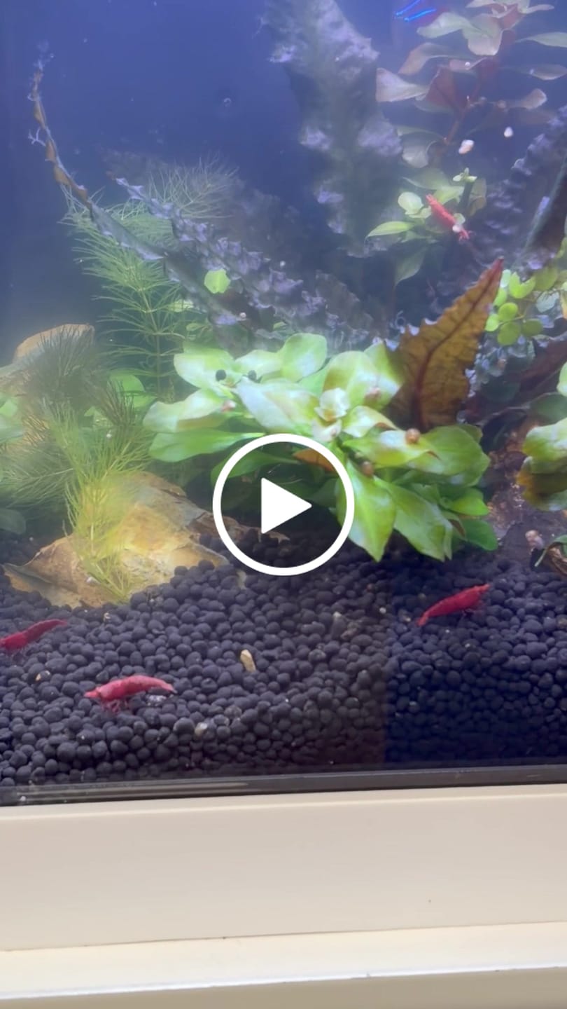 Customer video review of Fire Red Cherry Shrimp