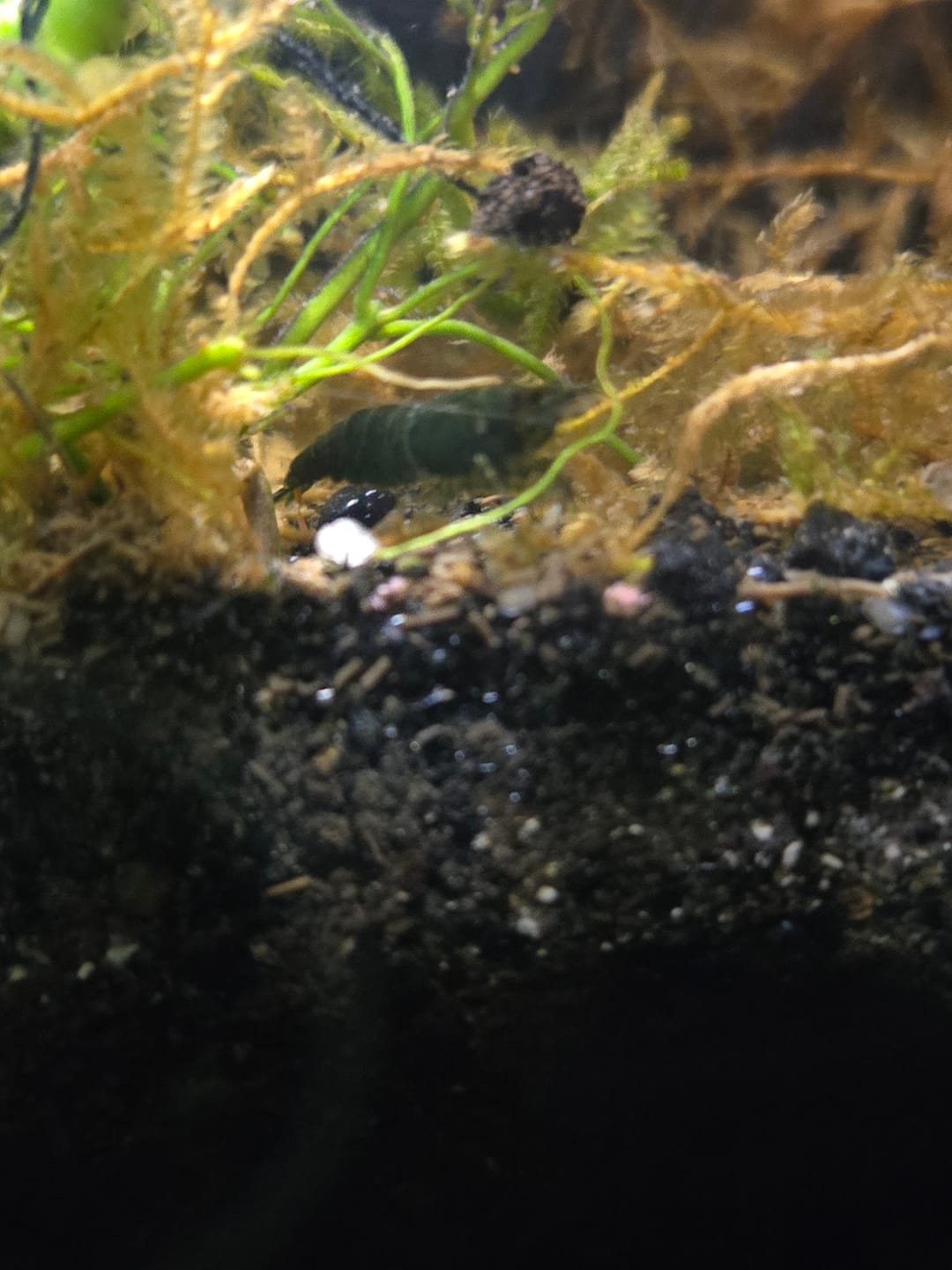 Customer photo review of Green Jade Shrimp