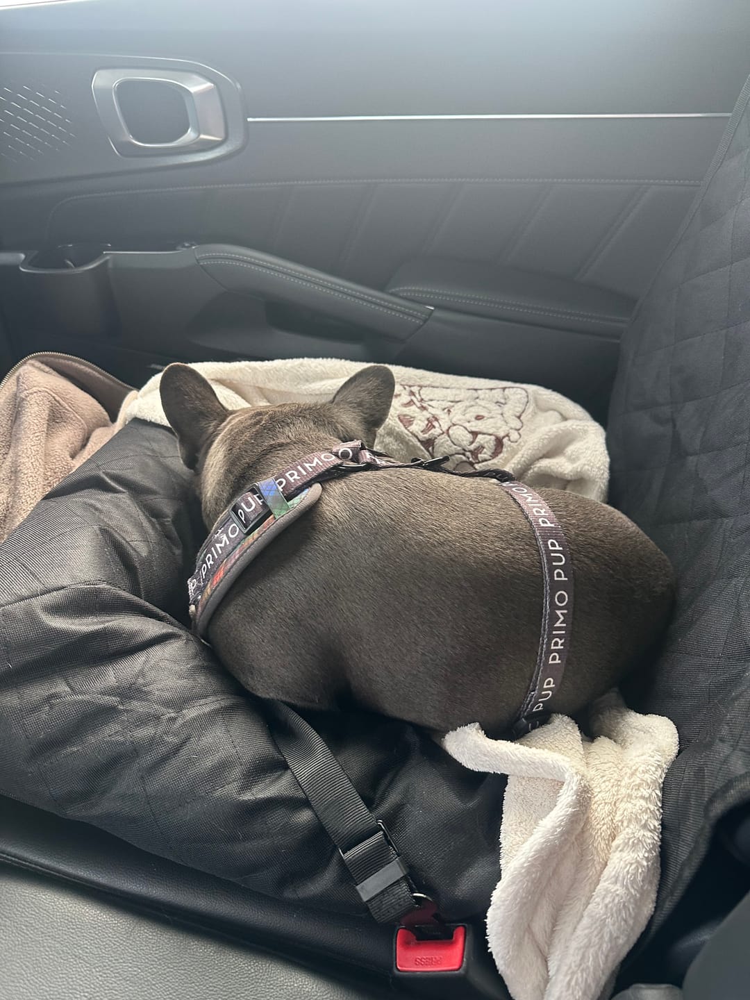 Customer photo review of Car Seat Cover