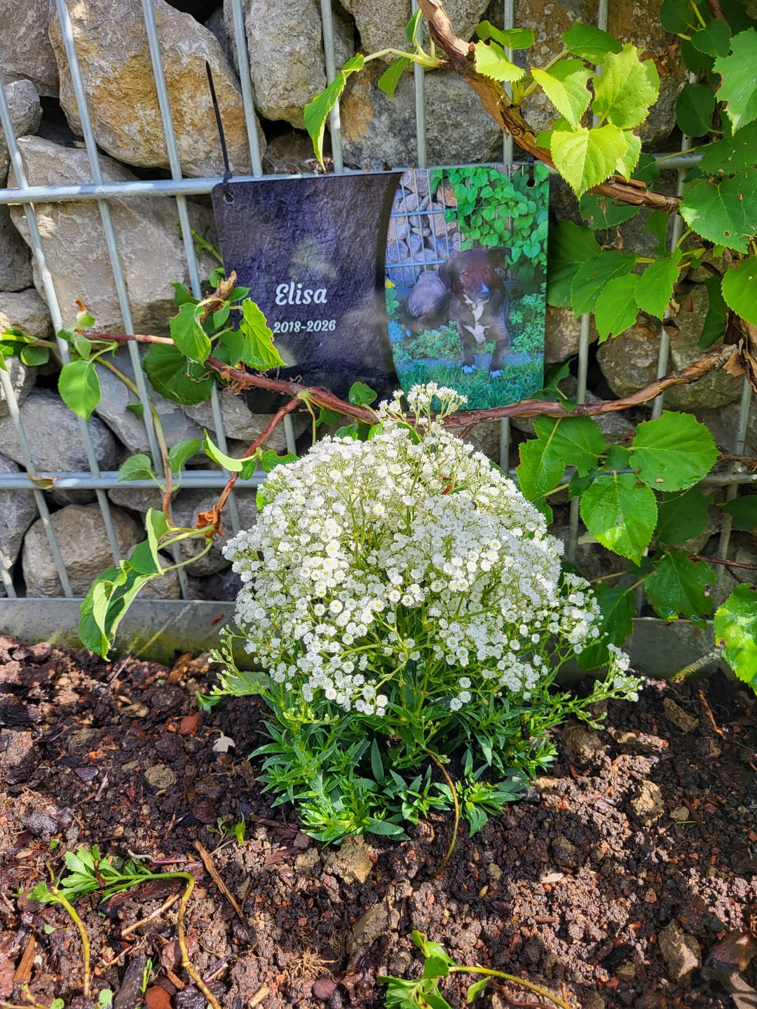 Customer photo review of Hunde Gedenktafel mit Foto & Spruch (UV- & Wetterfest)