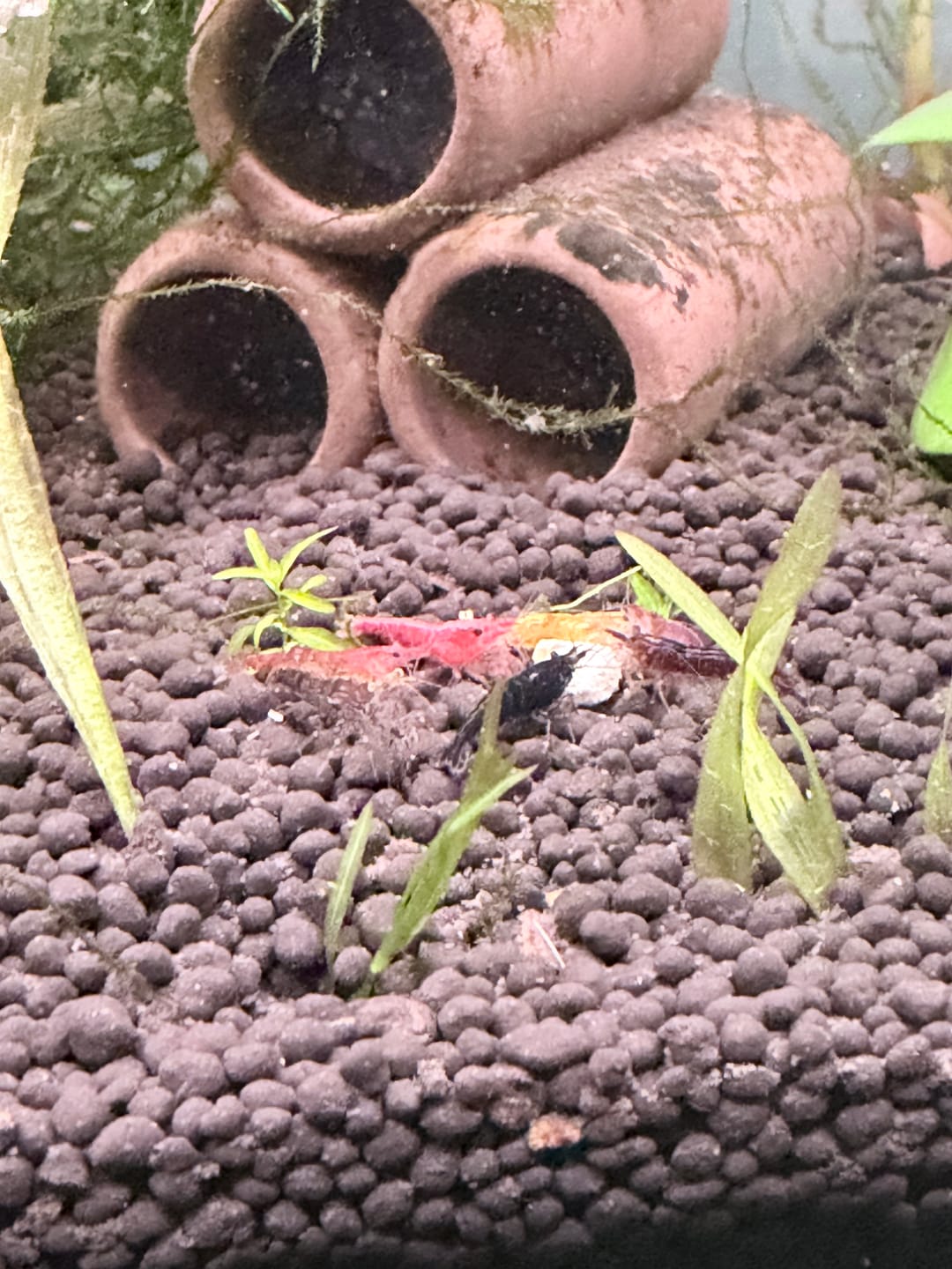 Customer photo review of Skittles Shrimp