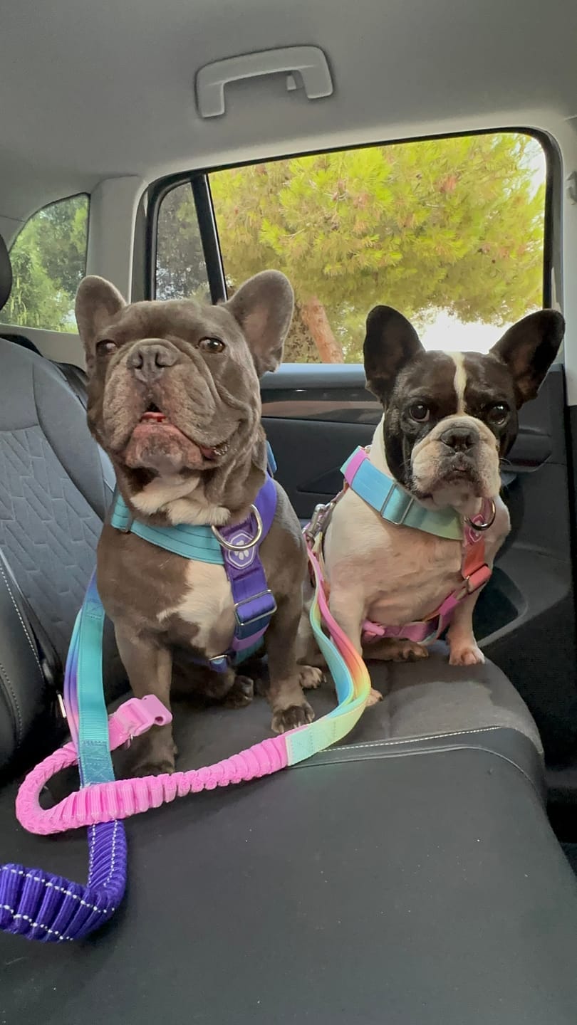 Customer photo review of Multipurpose Seatbelt Handsfree Leash & Poop Bag Holder Set - Pastel Icing