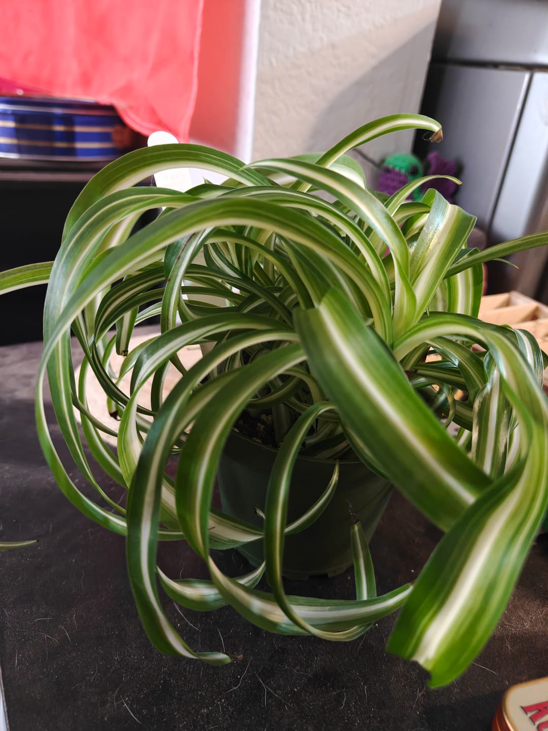 Customer photo review of Spider Plant Chlorophytum comosum