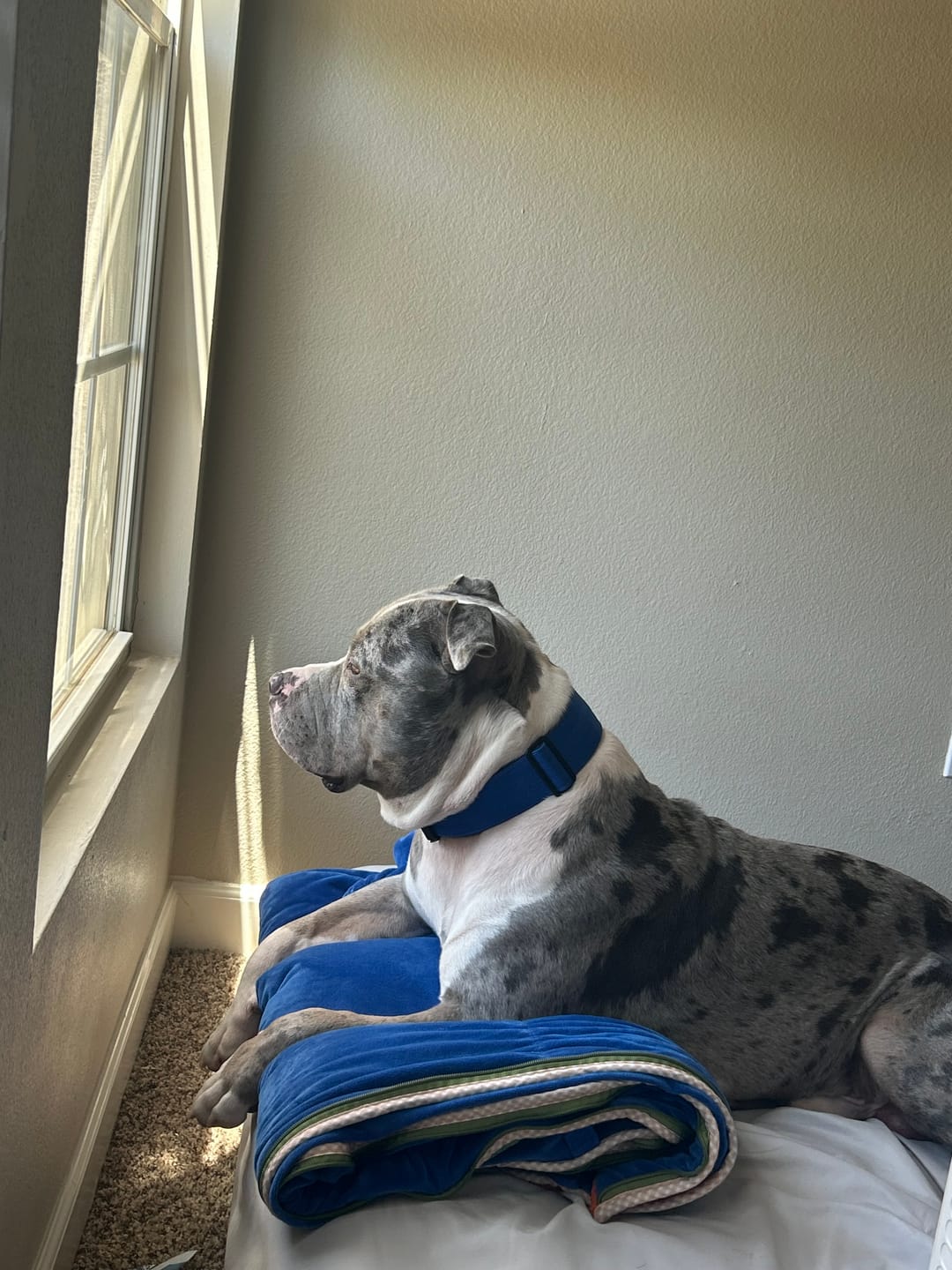 Customer photo review of Bully Proof Collar