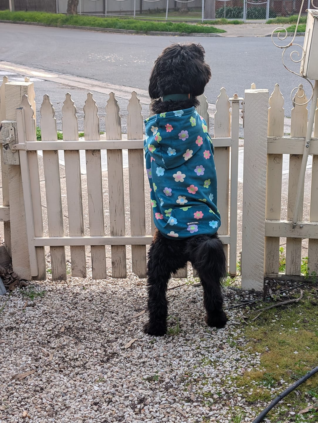 Customer photo review of Dog Hoodie Prints