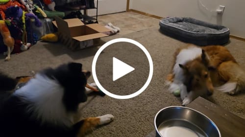 Customer video review of 12 Inch Thick Bully Stick