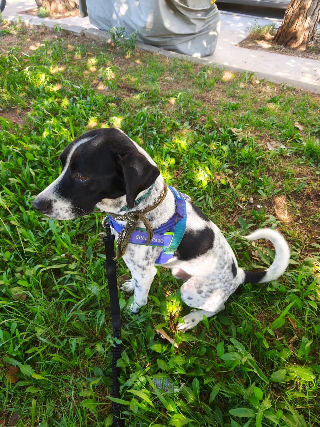 Customer photo review of Grab & Go Harness - Lime Wave