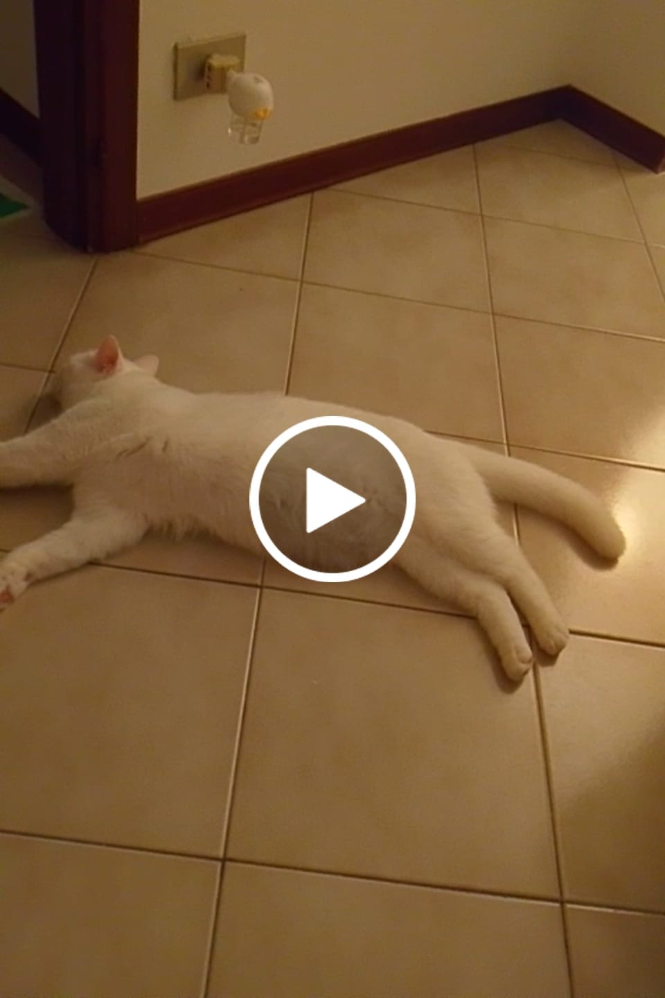 Customer video review of PetNatura - Diffusore Calmante per Gatti