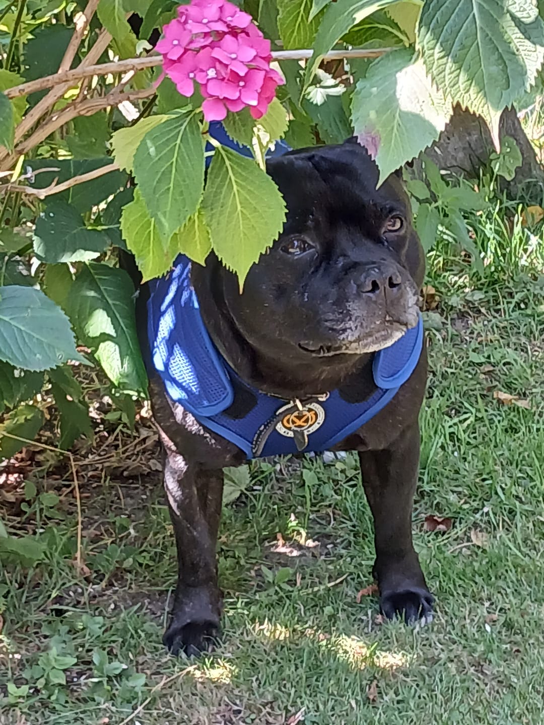 Customer photo review of Staffordshire Bull Terrier 1935® Cooling Vest - Blue