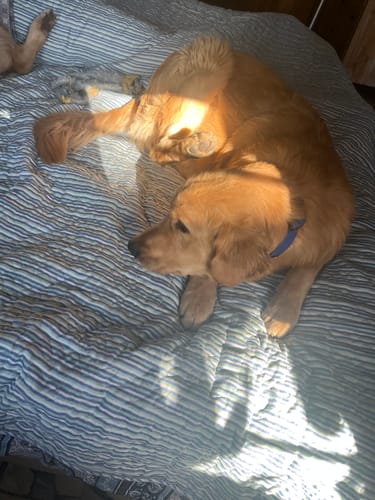 Customer photo review of Collar Remachado Básico (Perro)