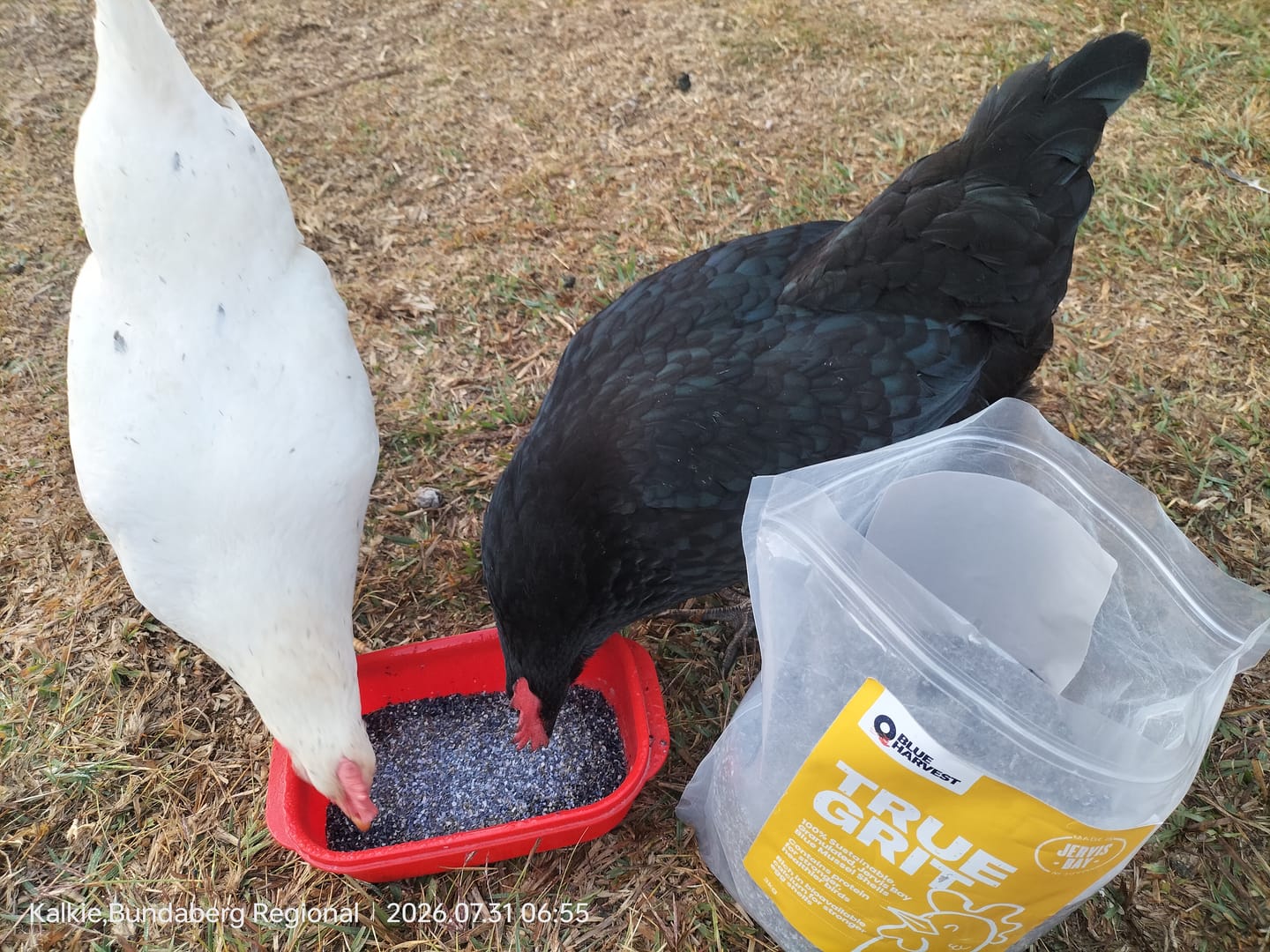Customer photo review of True Grit Shell Grit — 3kg